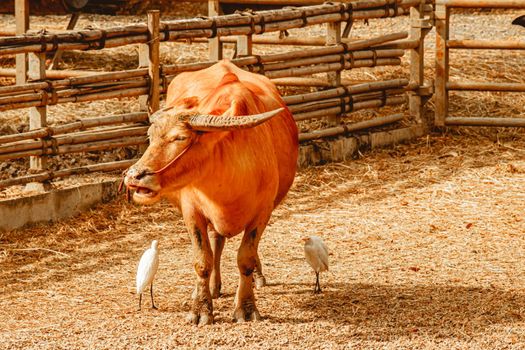 Domestic pet buffalo with white heron animal in agriculture  farm