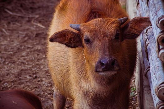The Asian Wild Water Buffalo or Bubalis arnee. a large bovine native to the Indian subcontinent and Southeast Asia in water