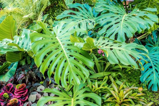 Green nature of Fern plant and trees in tropical garden nature background.