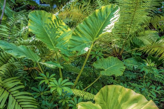 Green nature of Fern plant and trees in tropical garden nature background.