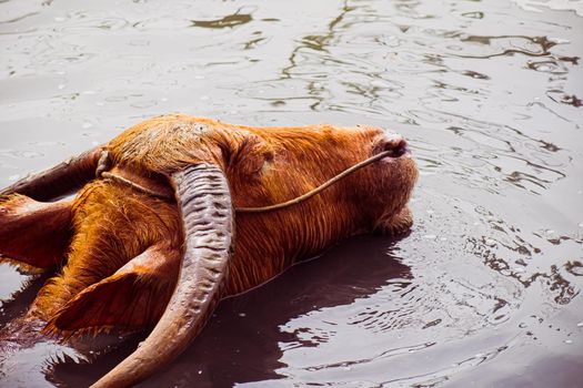 The Asian Wild Water Buffalo or Bubalus arnee. A large bovine native to the Indian subcontinent and Southeast Asia in water.