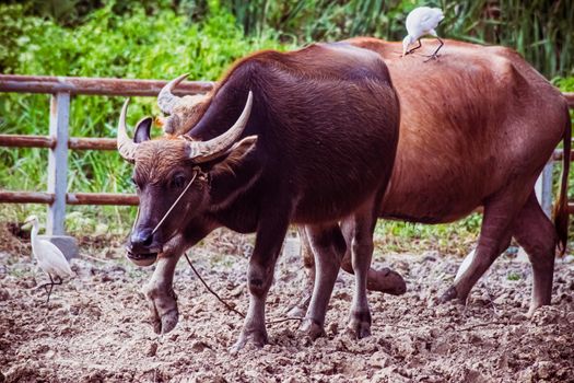 Domestic water buffalo with  Great white heron stands on a buffalo