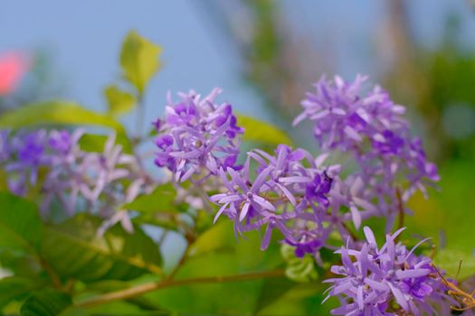 Selective focus of purple wreath vine or queen wreath vine flower nature background