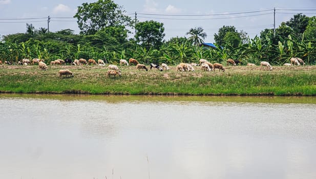 Cows graze in the fields near the water river embankment.