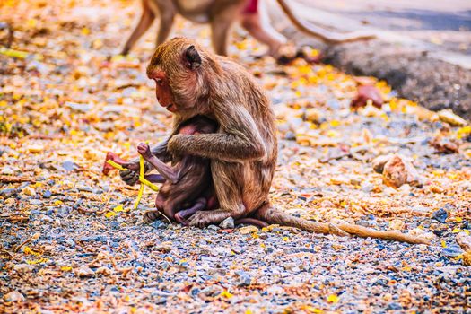 Monkey family and mother and baby animal wildlife in nature.