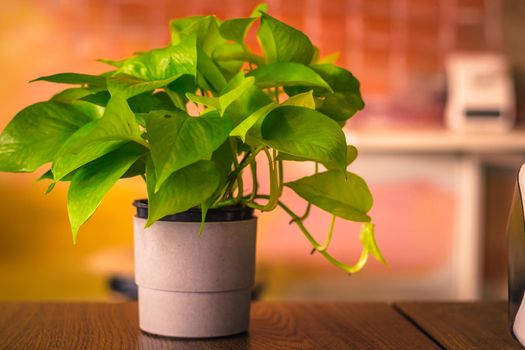 House plant Devil ivy, Golden Pothos, Hunter’s-robe green leaf decorate on table indoor on blur background