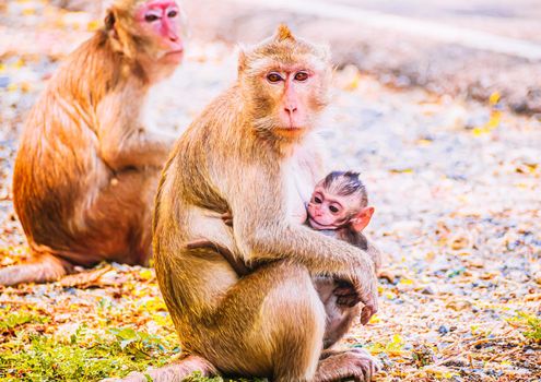 Monkey family and mother and baby animal wildlife in nature.