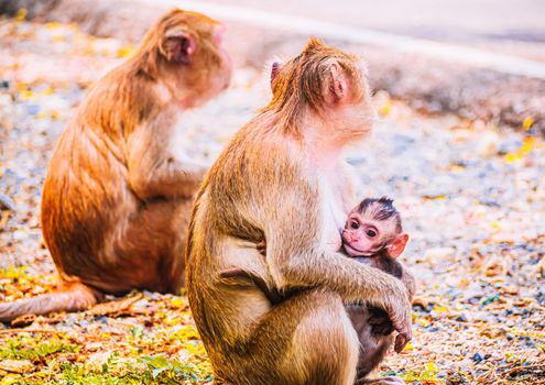 Monkey family and mother and baby animal wildlife in nature.