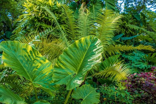 Green nature of Fern plant and trees in tropical garden nature background.