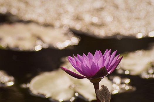 Purple Lotus Flower Yellow Pollen  with the lotus green  leaves in the water , pond background