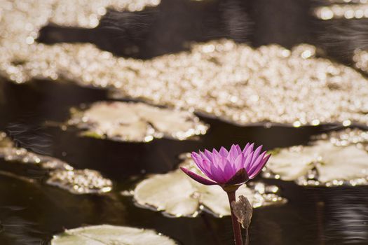 Purple Lotus Flower Yellow Pollen  with the lotus green  leaves in the water , pond background