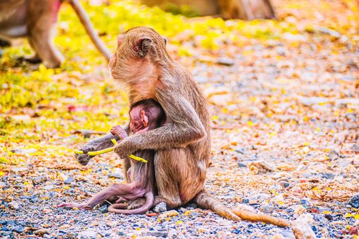 Monkey family and mother and baby animal wildlife in nature.