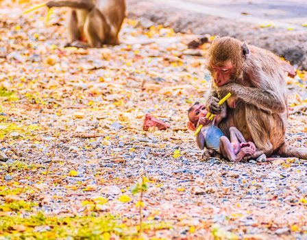 Monkey family and mother and baby animal wildlife in nature.