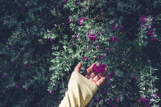 hand touching violet color flowers in a garden nature background