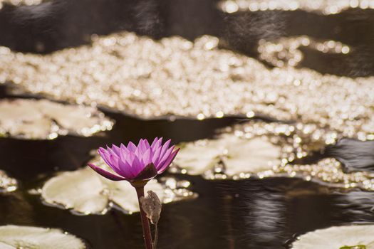 Purple Lotus Flower Yellow Pollen  with the lotus green  leaves in the water , pond background