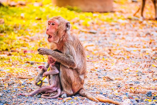 Monkey family and mother and baby animal wildlife in nature.