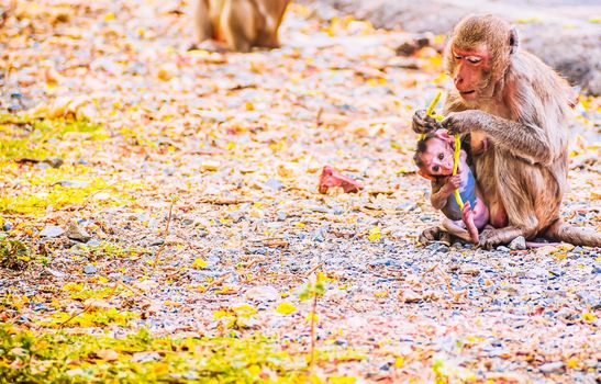 Monkey family and mother and baby animal wildlife in nature.