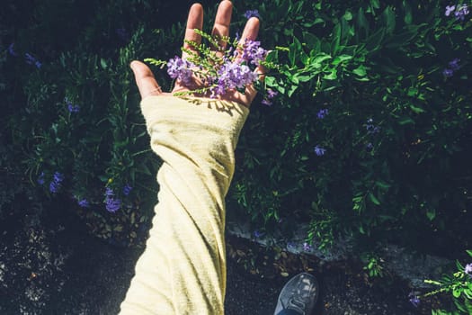 hand touching violet color flowers in a garden nature background