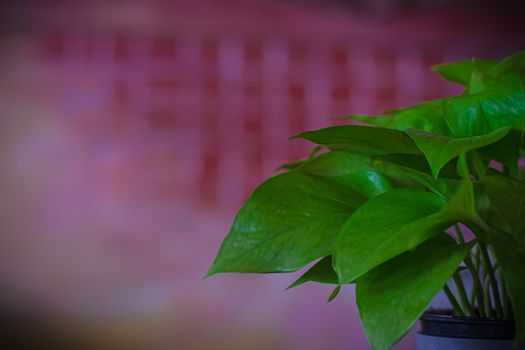 House plant Devil ivy, Golden Pothos, Hunter’s-robe green leaf decorate on table indoor on blur background