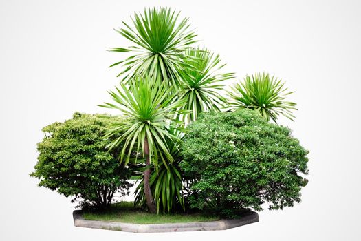 Garden tropical trees plants isolated on white background with clipping path.