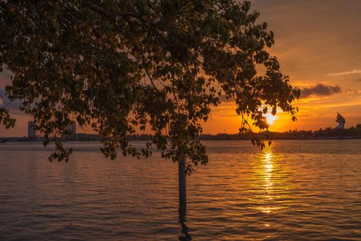 Silhouette of tree at sunset. Golden sun sunset reflect on surface of water