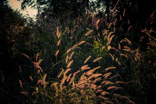 Flower field in rural. Orange meadow background. Wild meadow grass.Spring summer nature background