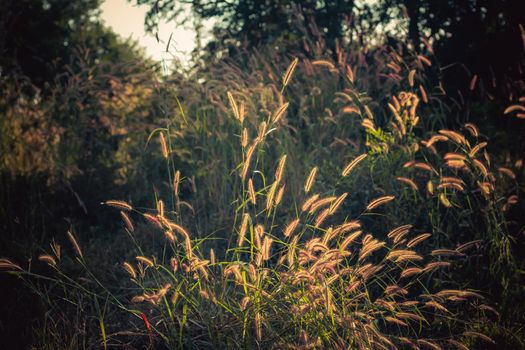 Flower field in rural. Orange meadow background. Wild meadow grass.Spring summer nature background