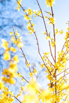 Nature in spring, wedding invitation and floral composition concept - Beautiful yellow flowers and blue sky as background