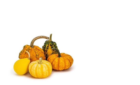 banner, bunch of decorative pumpkins on white background Isolated object, easy to cut out for design, poster. Seasonal decorative vegetables for Thanksgiving, Halloween, restaurant menu decoration
