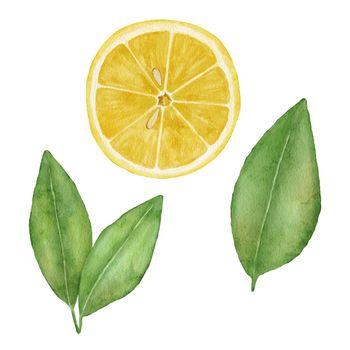 Lemon fruit slice with leaves. Hand draw watercolor illustration isolated on white.