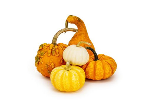 set, a bunch of small decorative pumpkins on a white background Isolated object, easy to cut out for design, poster. Seasonal ornamental vegetables to decorate Thanksgiving, Halloween, restaurant menu