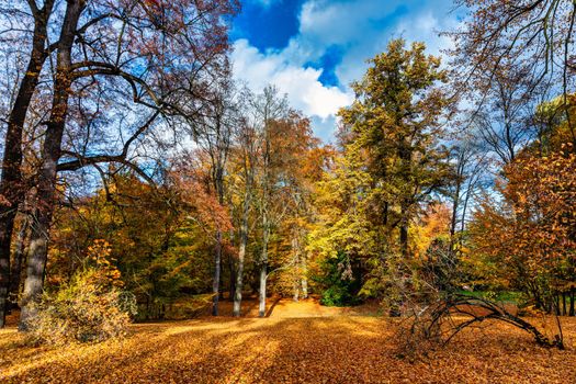 Autumn scene, fall,  red and yellow trees and leaves in sun light. Beautiful autumn landscape with yellow trees and sun. Colorful foliage in the park, falling leaves natural background