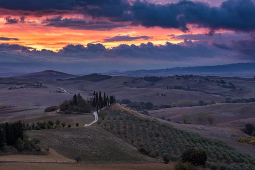 Hills, olive gardens and small vineyard under rays of morning sun, Italy, Tuscany. Famous Tuscany landscape with curved road and cypress, Italy, Europe