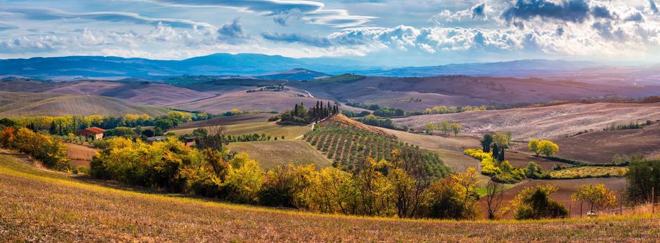 Hills, olive gardens and small vineyard under rays of morning sun, Italy, Tuscany. Famous Tuscany landscape with curved road and cypress, Italy, Europe