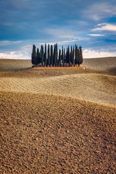 Cipressi Di San Quirico D'Orcia at golden hour with beautiful warm light and clouds on hills italian landscape in Tuscany in Italy. Group of italian cypresses called Cipressi di San Quirico d'Orcia.