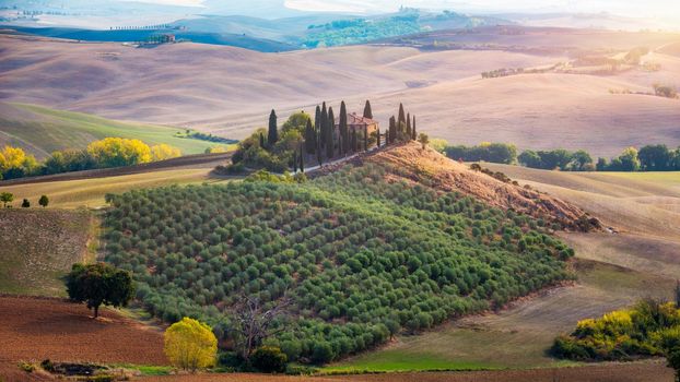 Hills, olive gardens and small vineyard under rays of morning sun, Italy, Tuscany. Famous Tuscany landscape with curved road and cypress, Italy, Europe