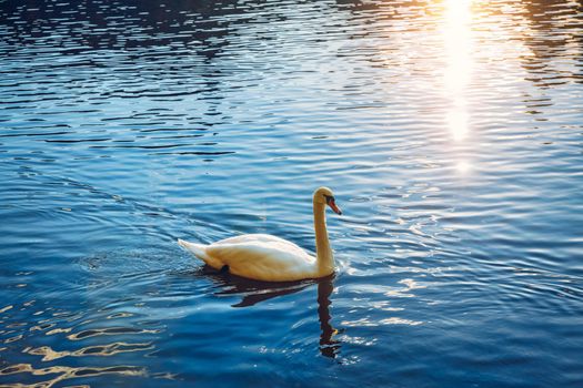 Mute swan (Cygnus olor) gliding across a river at sunset. Amazing sunset scene, beautiful majestic swan on the river in sunset light, fairy tale, swan lake, beauty.