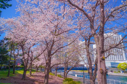 The city of full bloom and the city of Yokohama Minato Mirai. Shooting Location: Yokohama-city kanagawa prefecture