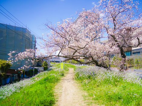 Cherry blossoms of Futako Tamagawa, Tama River. Shooting Location: Tokyo metropolitan area