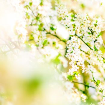 Floral beauty, dream garden and natural scenery concept - Cherry tree blossom in spring, white flowers as nature background