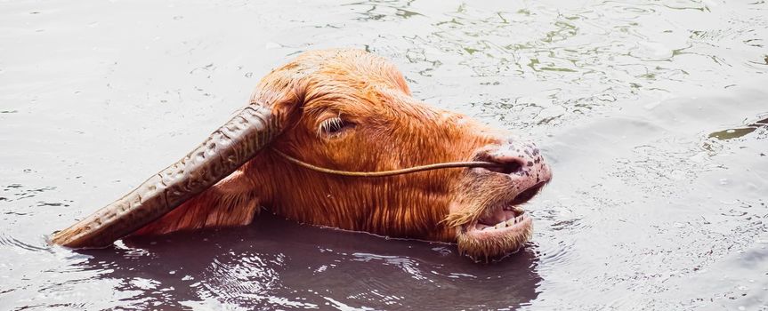 The Asian Wild Water Buffalo or Bubalis arnee. a large bovine native to the Indian subcontinent and Southeast Asia in water