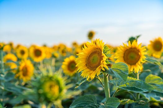 A beautiful field of sunflowers against the sky in the evening light of a summer sunset. Sunbeams through the flower field. Natural background. Copy space