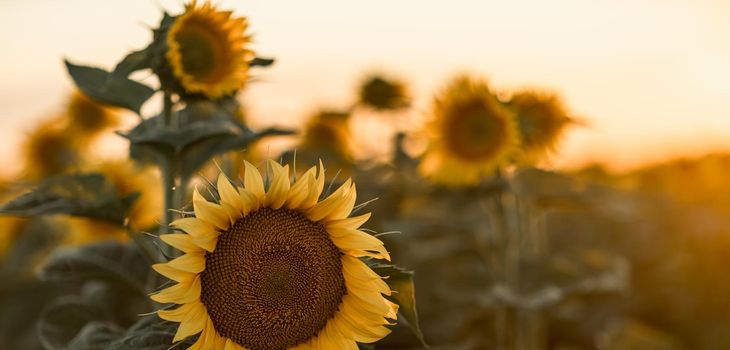 A beautiful field of sunflowers against the sky in the evening light of a summer sunset. Sunbeams through the flower field. Natural background. Copy space