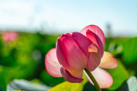 A pink lotus flower sways in the wind. Against the background of their green leaves. Lotus field on the lake in natural environment