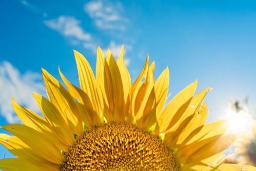 Half of a sunflower flower against a blue sky. The sun shines through the yellow petals. Agricultural cultivation of sunflower for cooking oil