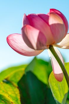 A pink lotus flower sways in the wind. Against the background of their green leaves. Lotus field on the lake in natural environment