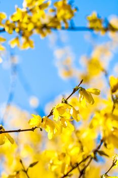 Nature in spring, wedding invitation and floral composition concept - Beautiful yellow flowers and blue sky as background