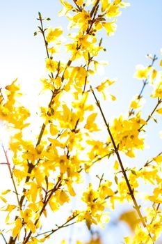 Nature in spring, wedding invitation and floral composition concept - Beautiful yellow flowers and blue sky as background