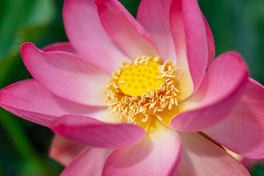 A pink lotus flower sways in the wind. Against the background of their green leaves. Lotus field on the lake in natural environment