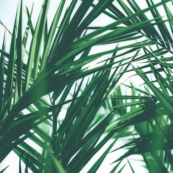 Botanical backdrop, exotic vacation and beauty in nature concept - Tropical palm leaves, floral background